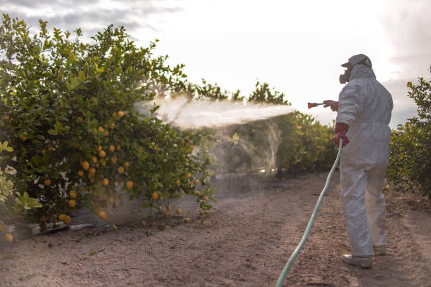 Best Affordable Pest Control Services  in Wheatland, CA