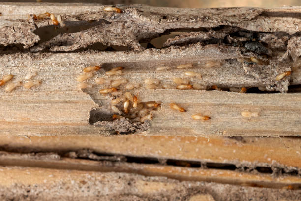 Trusted Wheatland, CA Pest Control Experts